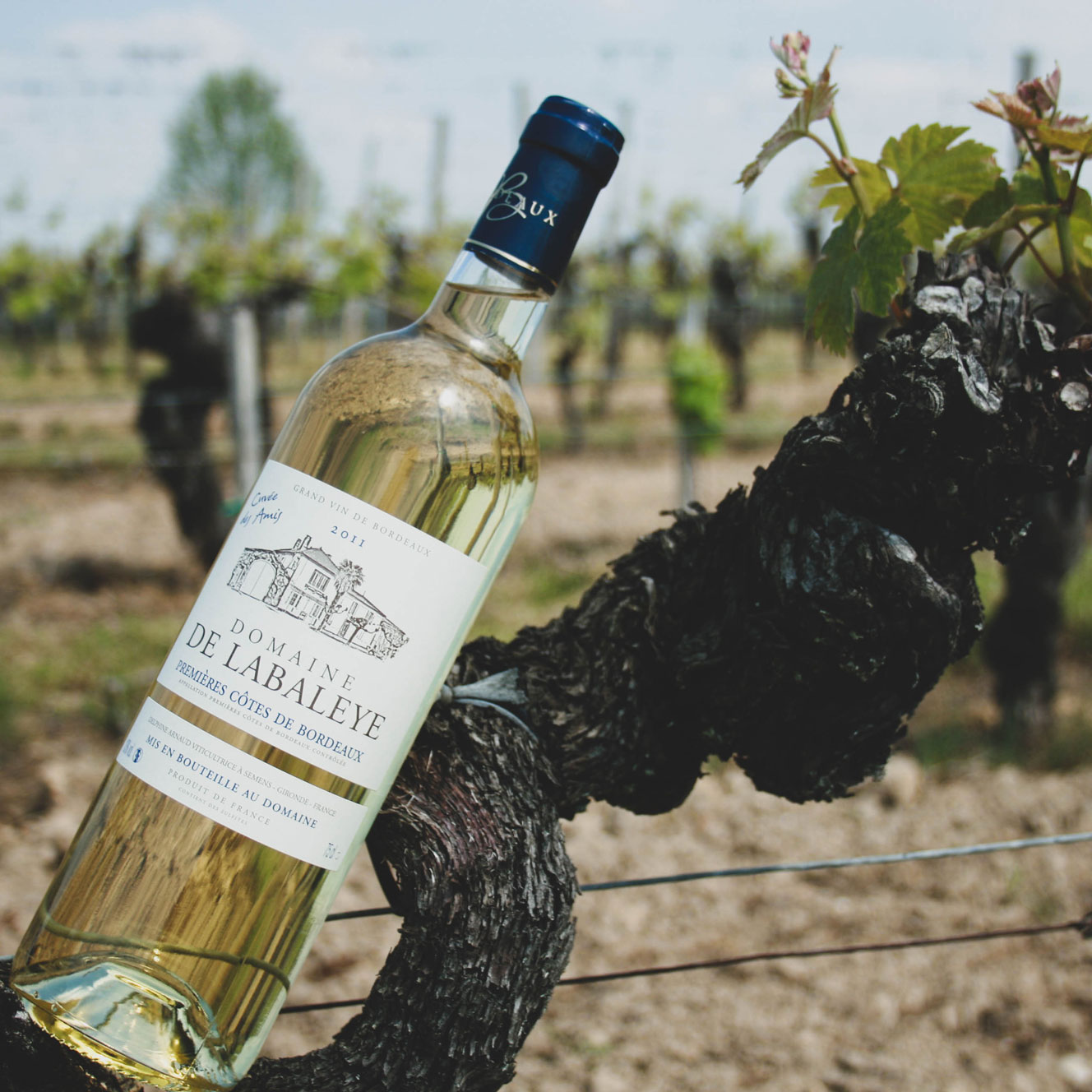 Premières Côtes de Bordeaux - Vins blanc de Bordeaux, Domaine de Labaleye